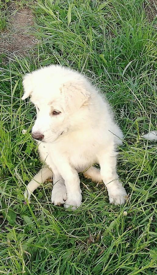 Gli Olivi Panzió Formello Kültér fotó